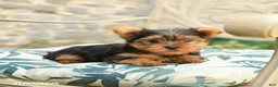 Yorkshire Terrier dogs for sale: Buddy - Ad 4