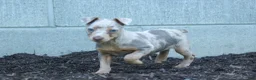 Miniature Pinscher dogs for sale: MOLLY - Ad 7