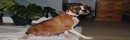 Boxer dogs for sale: Boxer Puppy 2 - Ad 7