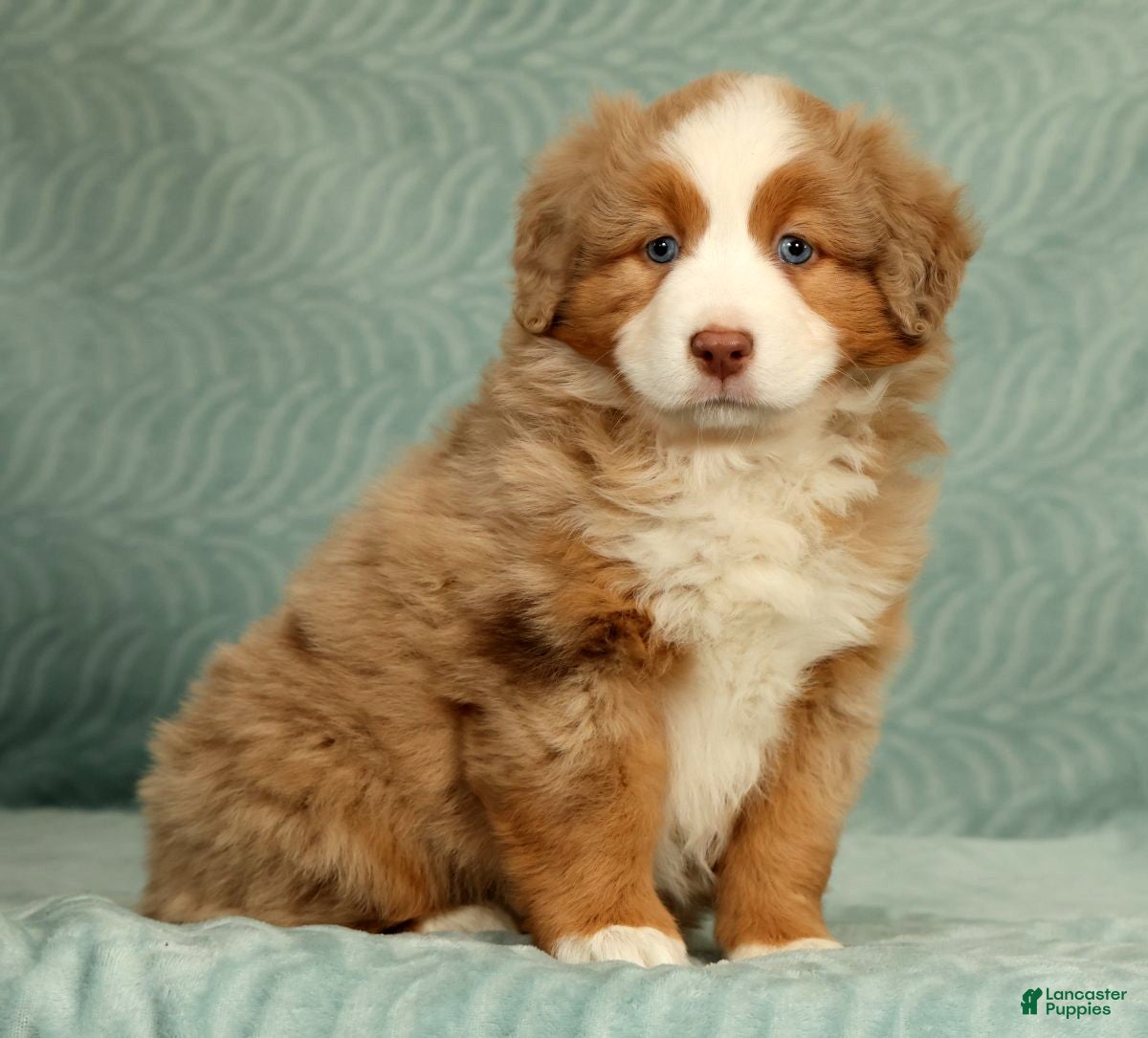 Australian Shepherd dogs Margie - Ad 1