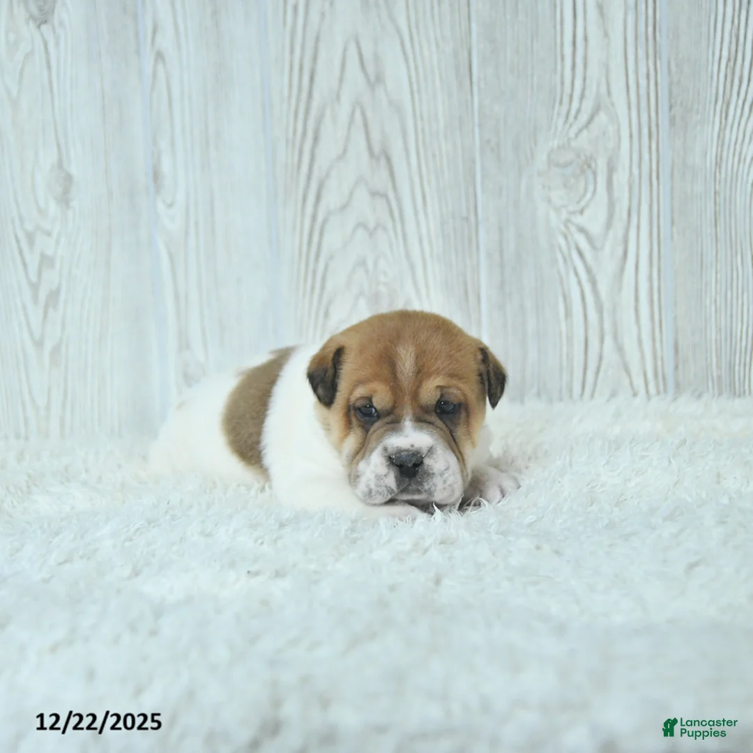 Mini Hippo dogs for sale: Griffin - Ad 12