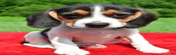 Beagle dogs for sale: Hazel - Ad 7