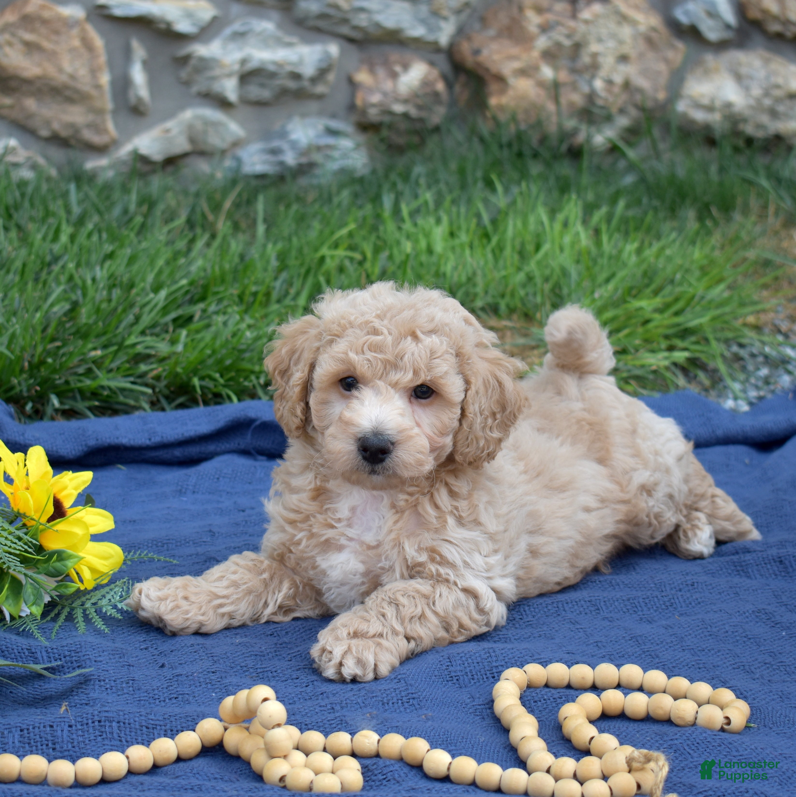 Bichpoo dogs Cricket - Ad 1