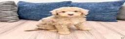 Miniature Poodle dogs for sale: Princess - Ad 2