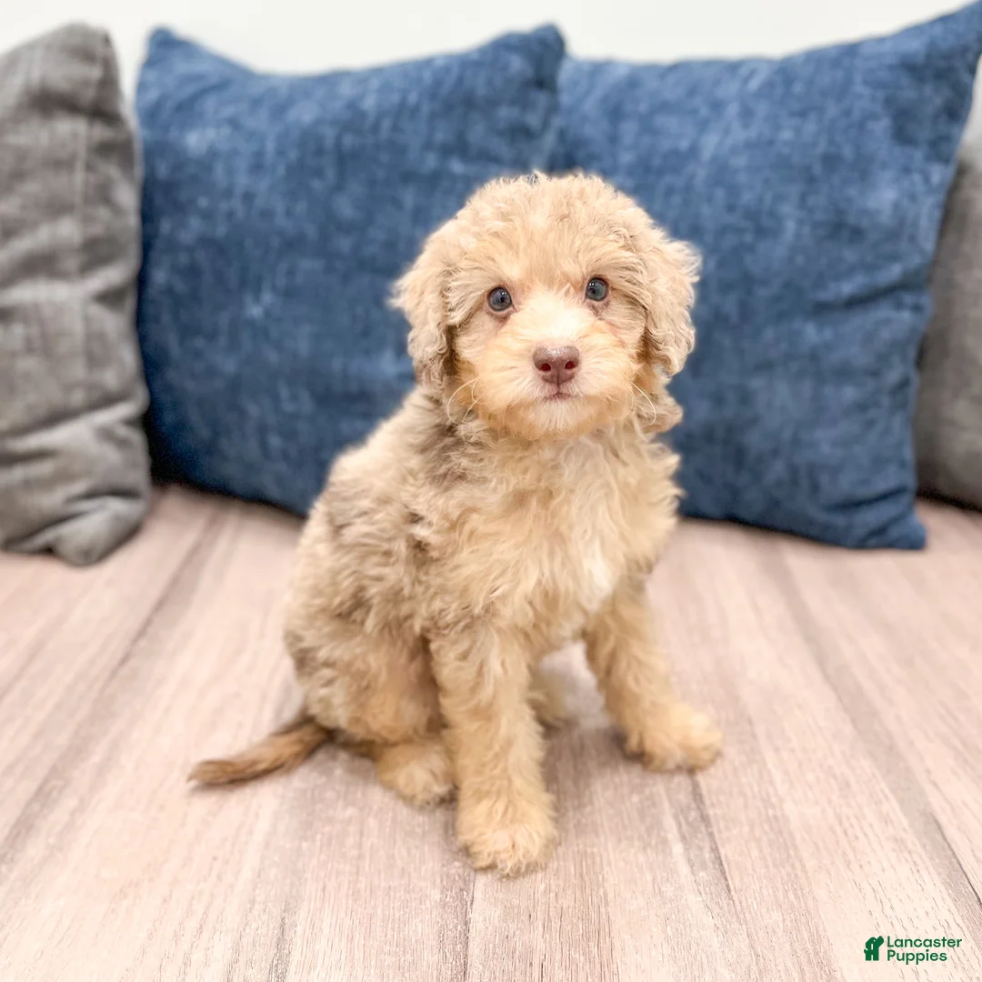 Miniature Poodle dogs for sale: Princess - Ad 2