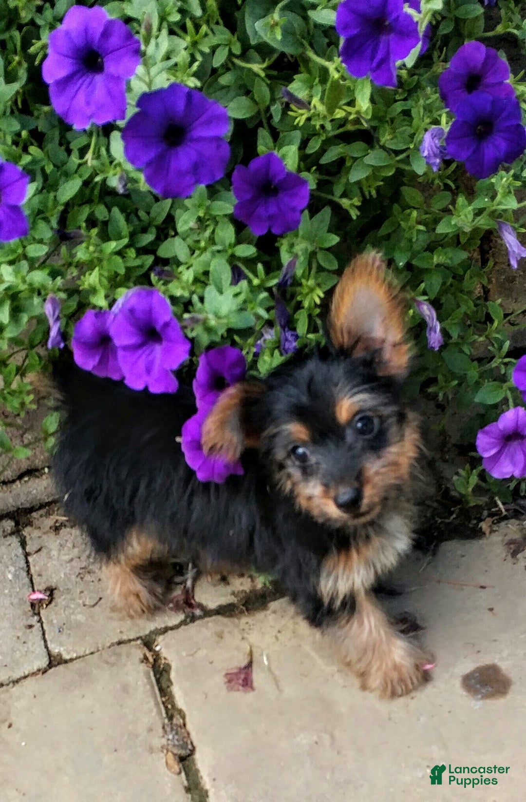 Gallery Image {{count}}