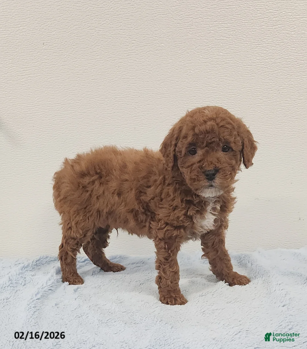 Mini Goldendoodle dogs for sale: Rocky - Ad 13