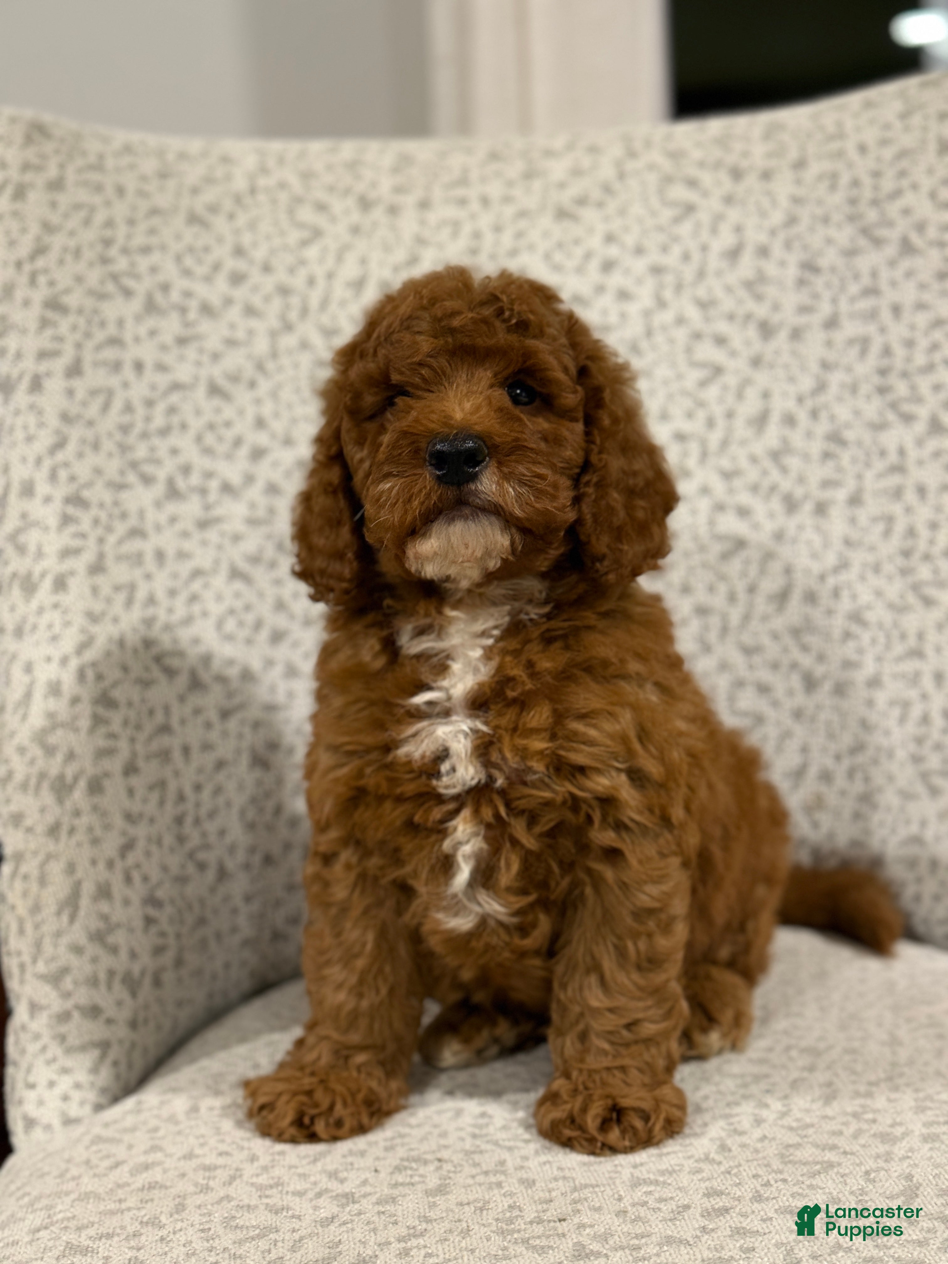 Mini Goldendoodle dogs Solar - Ad 1