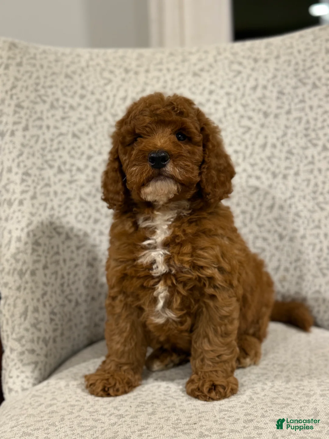 Mini Goldendoodle dogs for sale: Solar - Ad 1