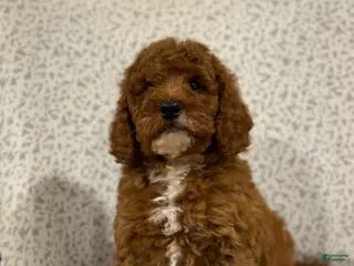 Mini Goldendoodle dogs for sale: Solar - Ad 3