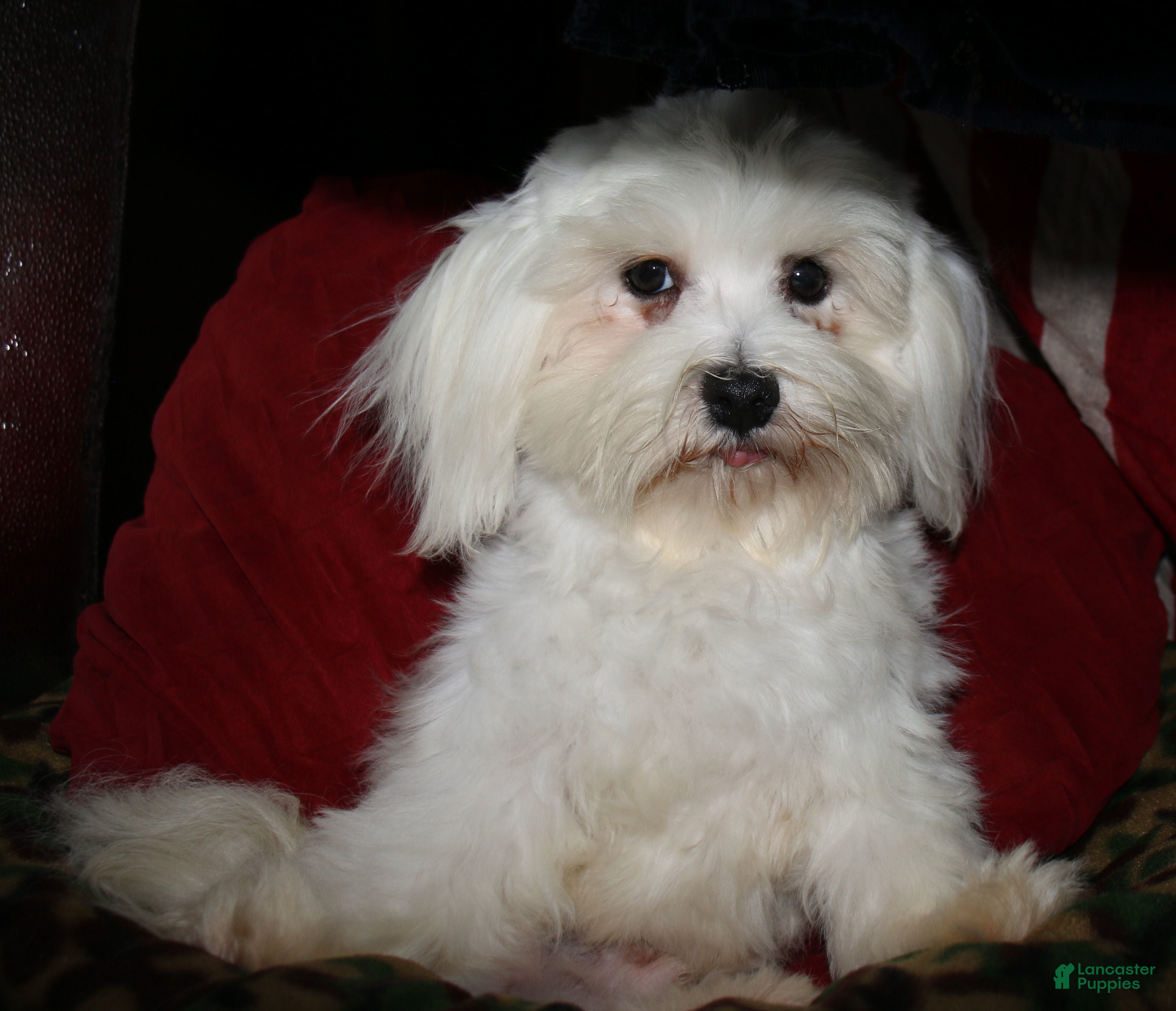 Maltese dogs Teddy - Ad 2