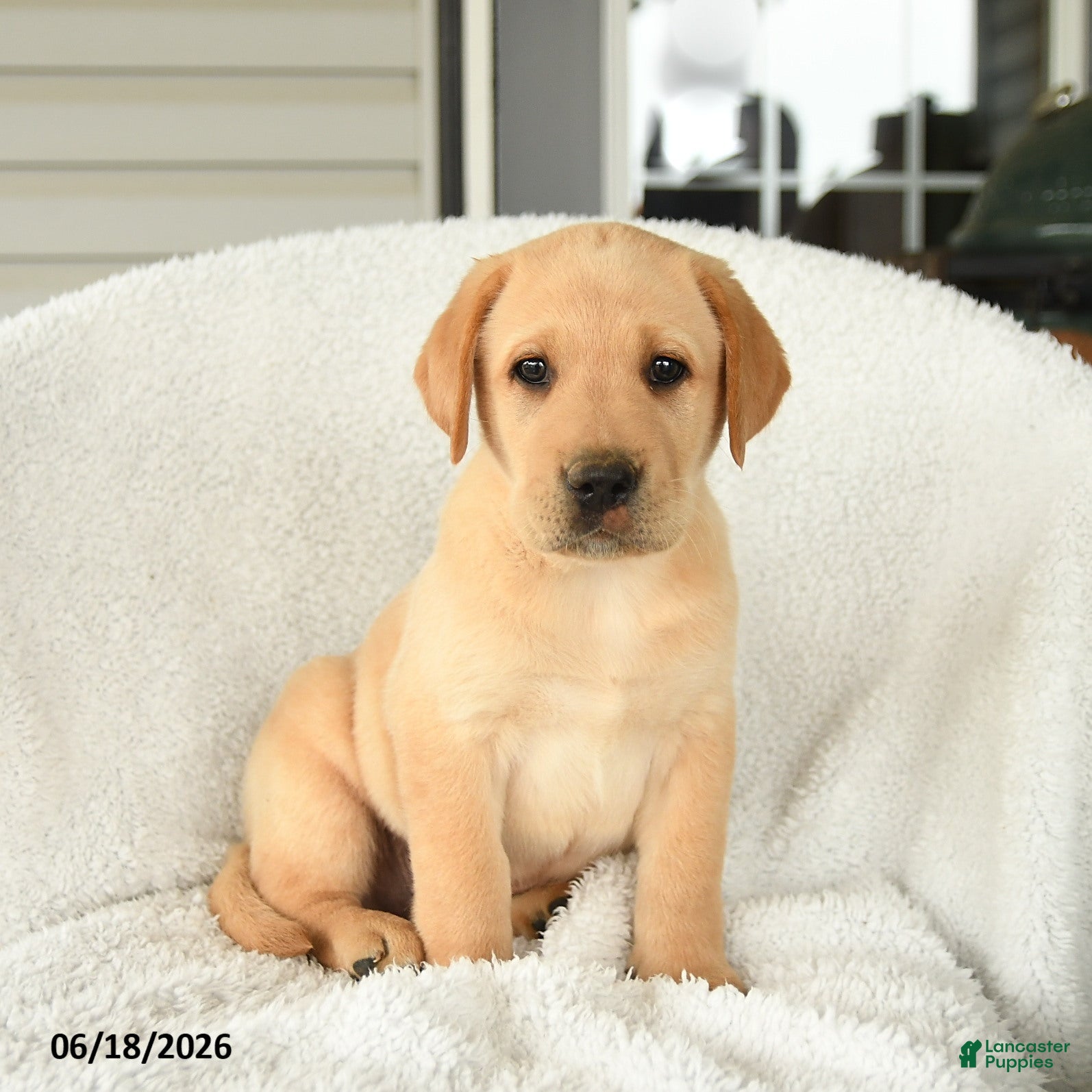 Labrador Retriever dogs Malcolm - Ad 1