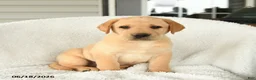 Labrador Retriever dogs for sale: Malcolm - Ad 1