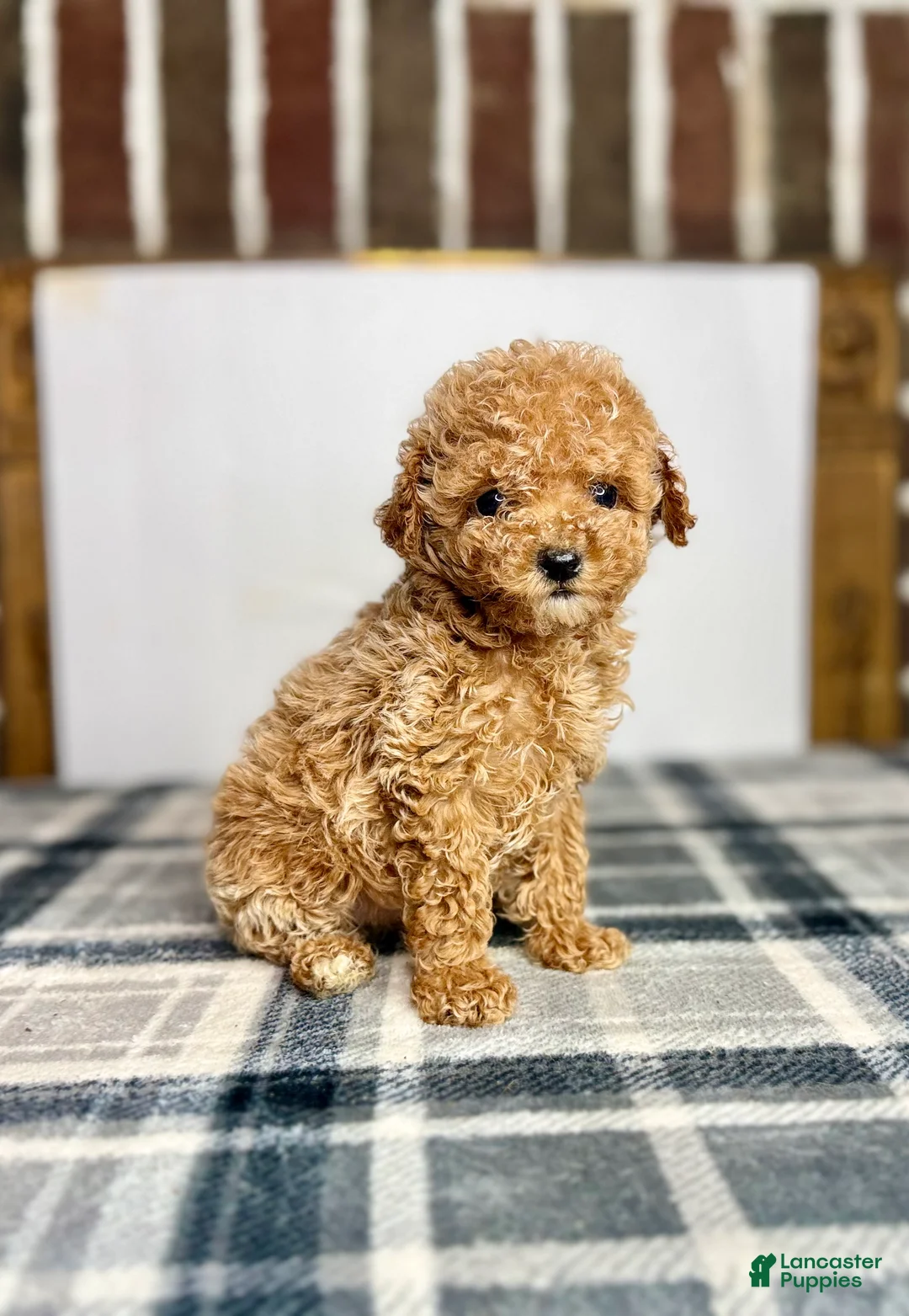 Toy Poodle dogs for sale: Honey - Ad 1