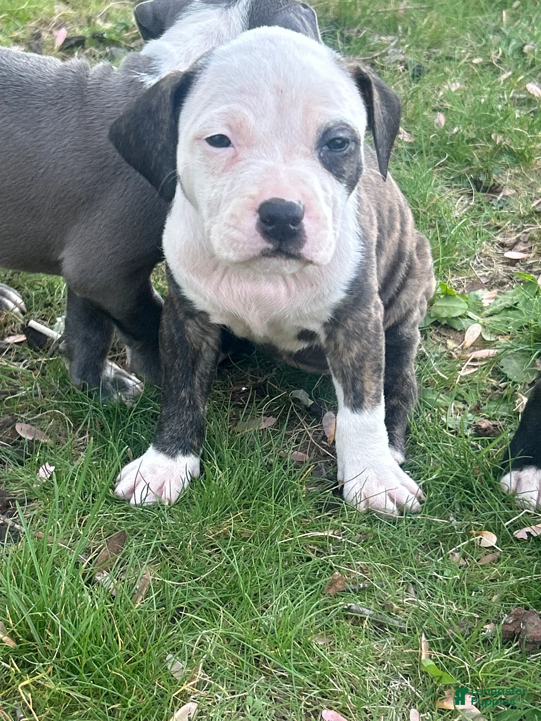 American Bully dogs for sale: American Bully Puppy 4 - Ad 2