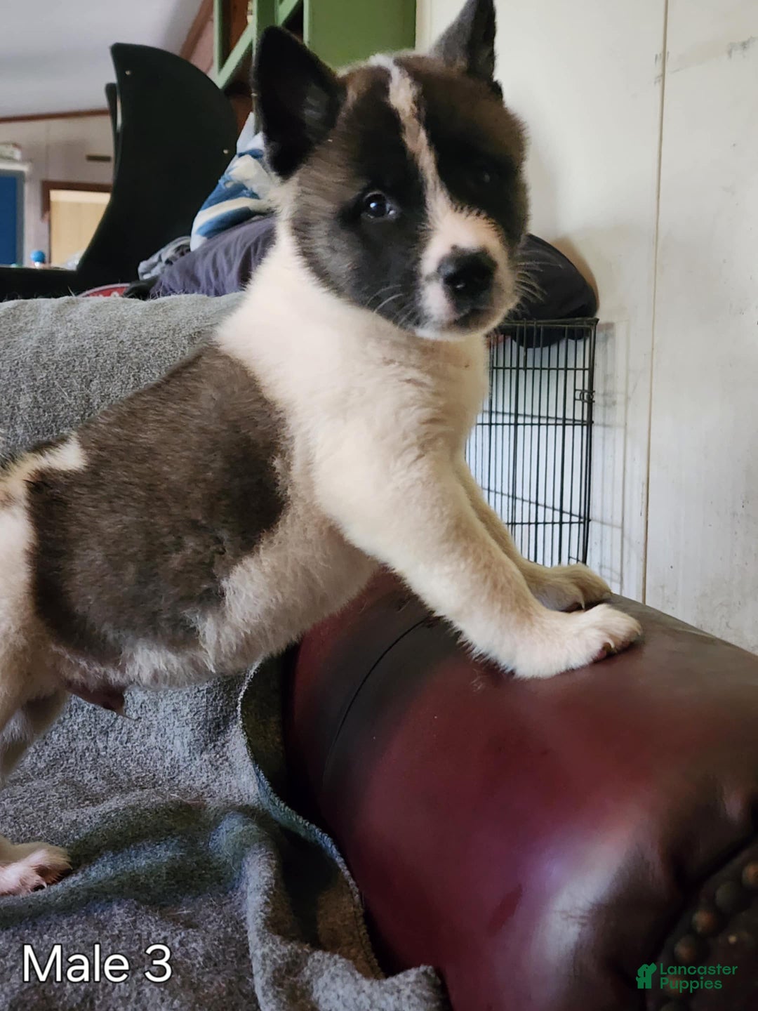 Akita dogs for sale: Akita Puppy Girl 5 - Ad 10