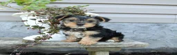 Yorkshire Terrier dogs for sale: Sparky - Ad 4