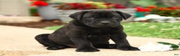 Cane Corso dogs for sale: Rockford - Ad 7