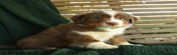 Miniature Australian Shepherd dogs for sale: Maple   - Ad 1