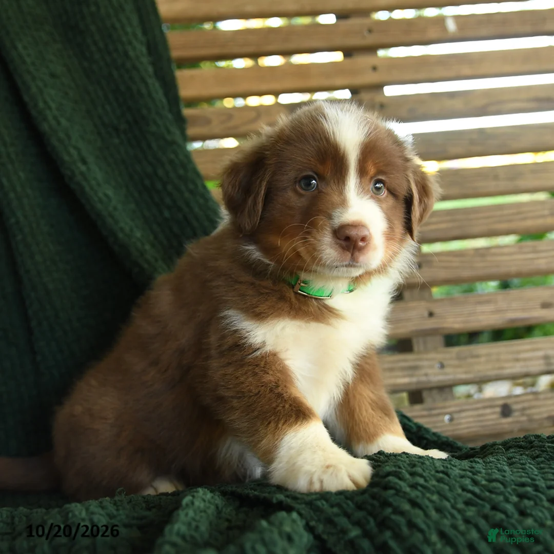 Miniature Australian Shepherd dogs for sale: Maple   - Ad 1