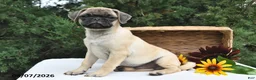 Puggle dogs for sale: Coffee - Ad 4