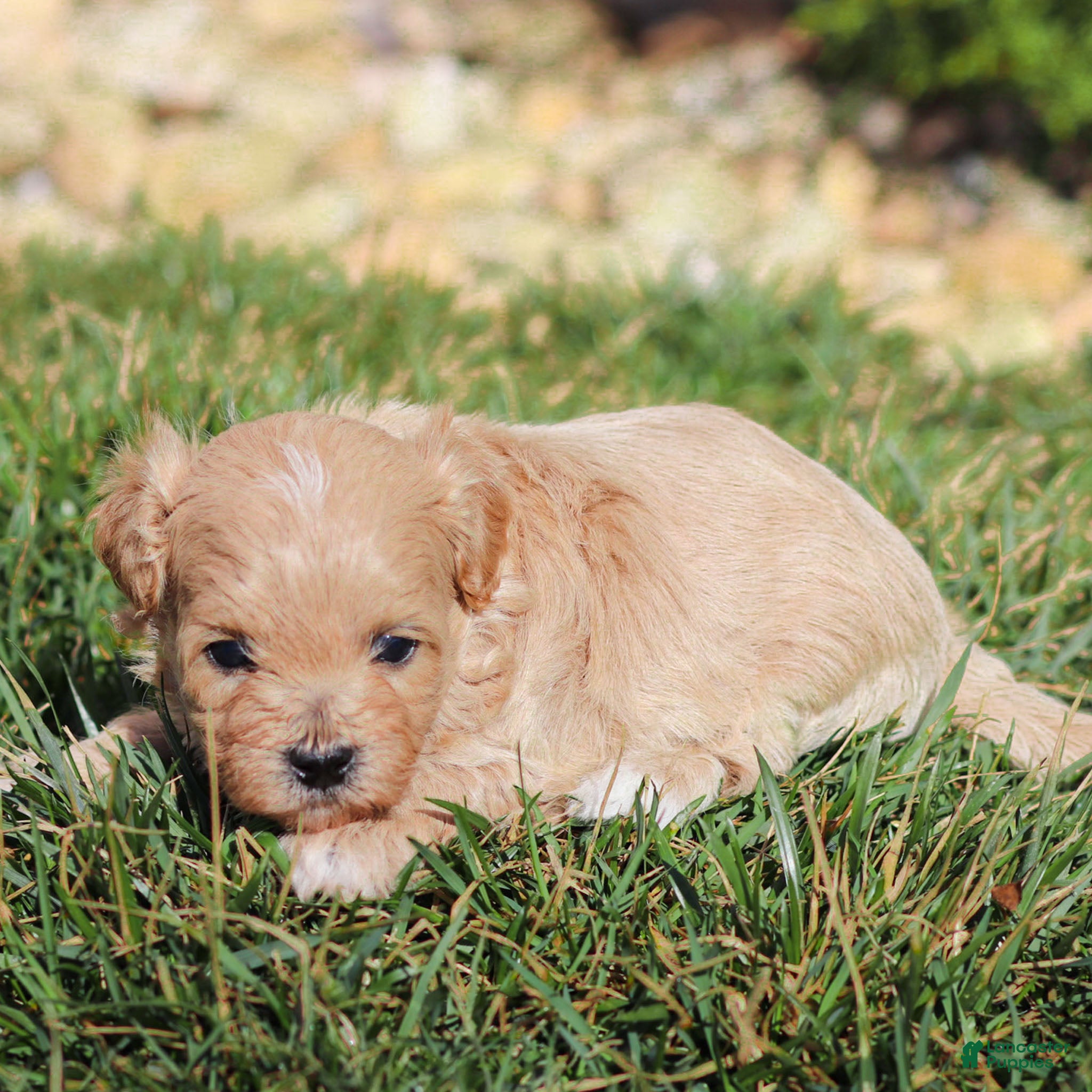Maltipoo dogs Rusty Maltipoo Puppy  - Ad 2
