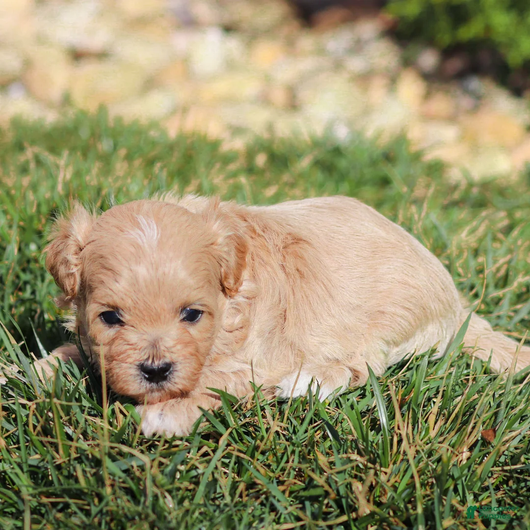 Maltipoo dogs for sale: Rusty Maltipoo Puppy  - Ad 2