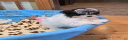 Havanese dogs for sale: Herman - Ad 4