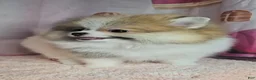 Pomeranian dogs for sale: Pomeranian 3 - Ad 2