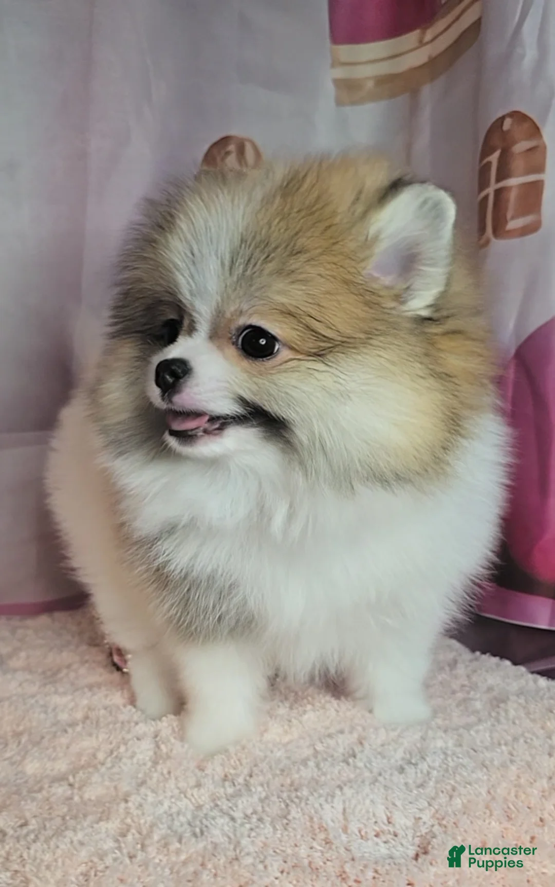 Pomeranian dogs for sale: Pomeranian 3 - Ad 2