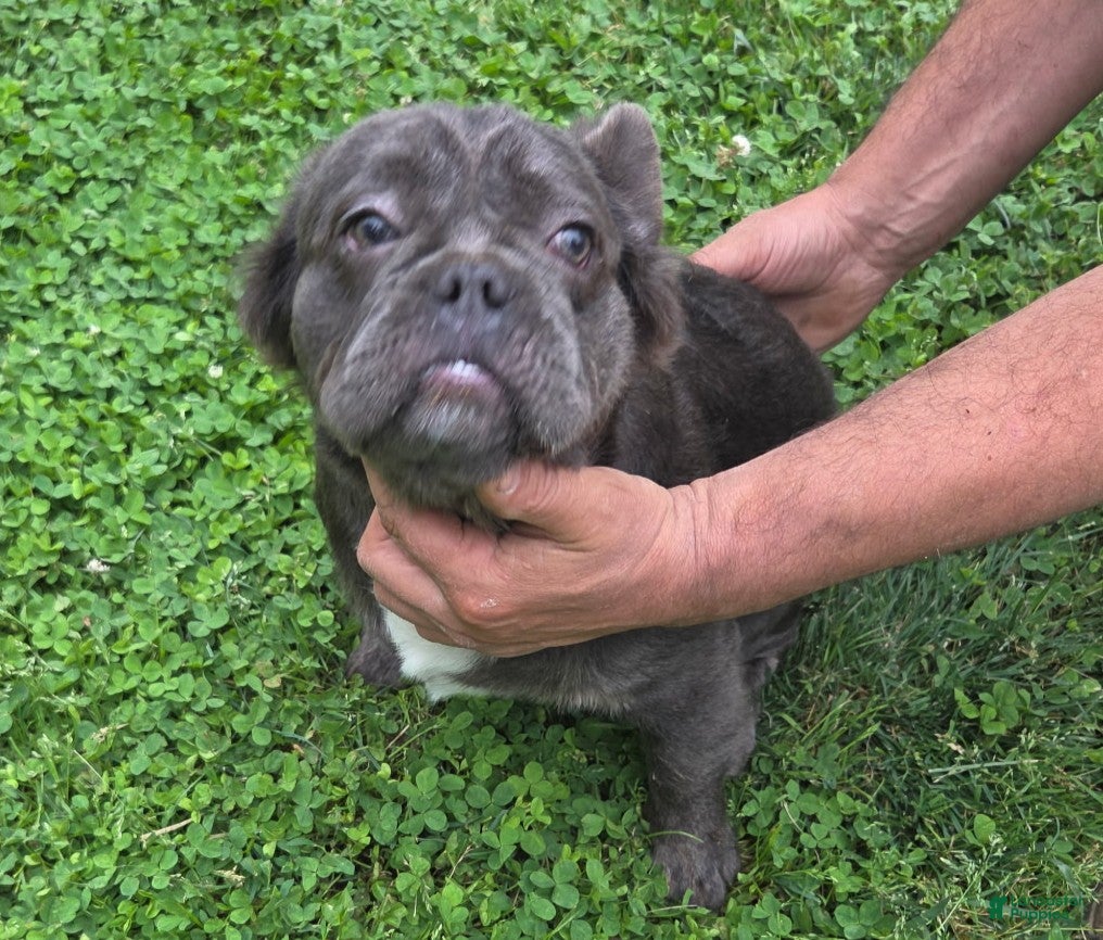 French Bulldog dogs French Bulldog Puppy 2 Gucci - Ad 25