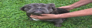 French Bulldog Puppy 2 Gucci