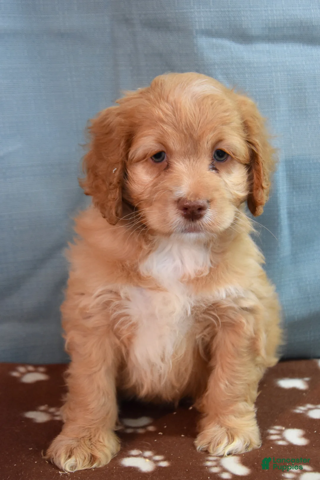 Cockapoo dogs for sale: Chandler - Ad 1