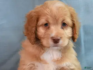 Cockapoo dogs for sale: Chandler - Ad 1