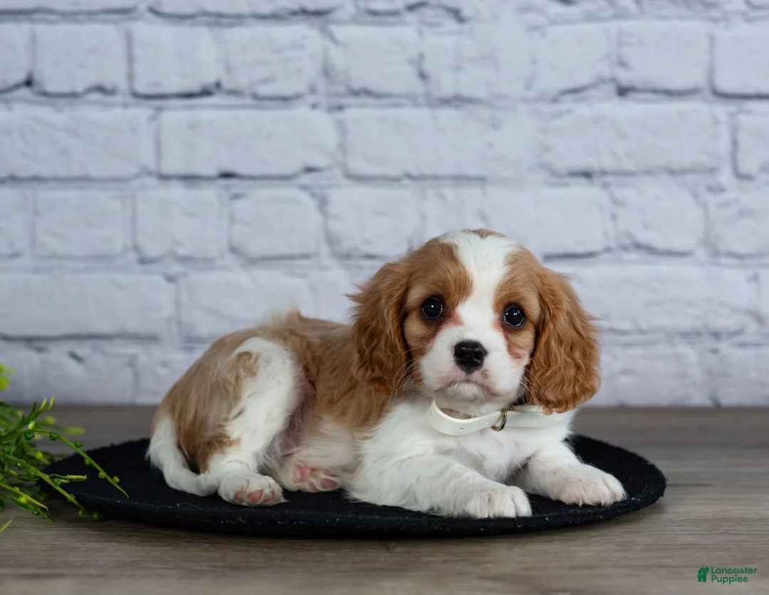 Cavalier King Charles Spaniel dogs for sale: Loyal - Ad 5