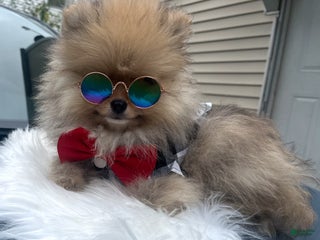 Pomeranian dogs Pomeranian Puppy 1 - Ad 30