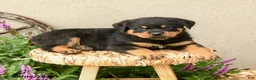 Rottweiler dogs for sale: Ryder - Ad 5
