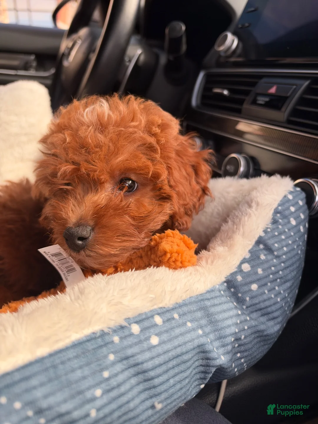 Cavapoo dogs for sale: Daisy (Cavapoo) - Ad 1