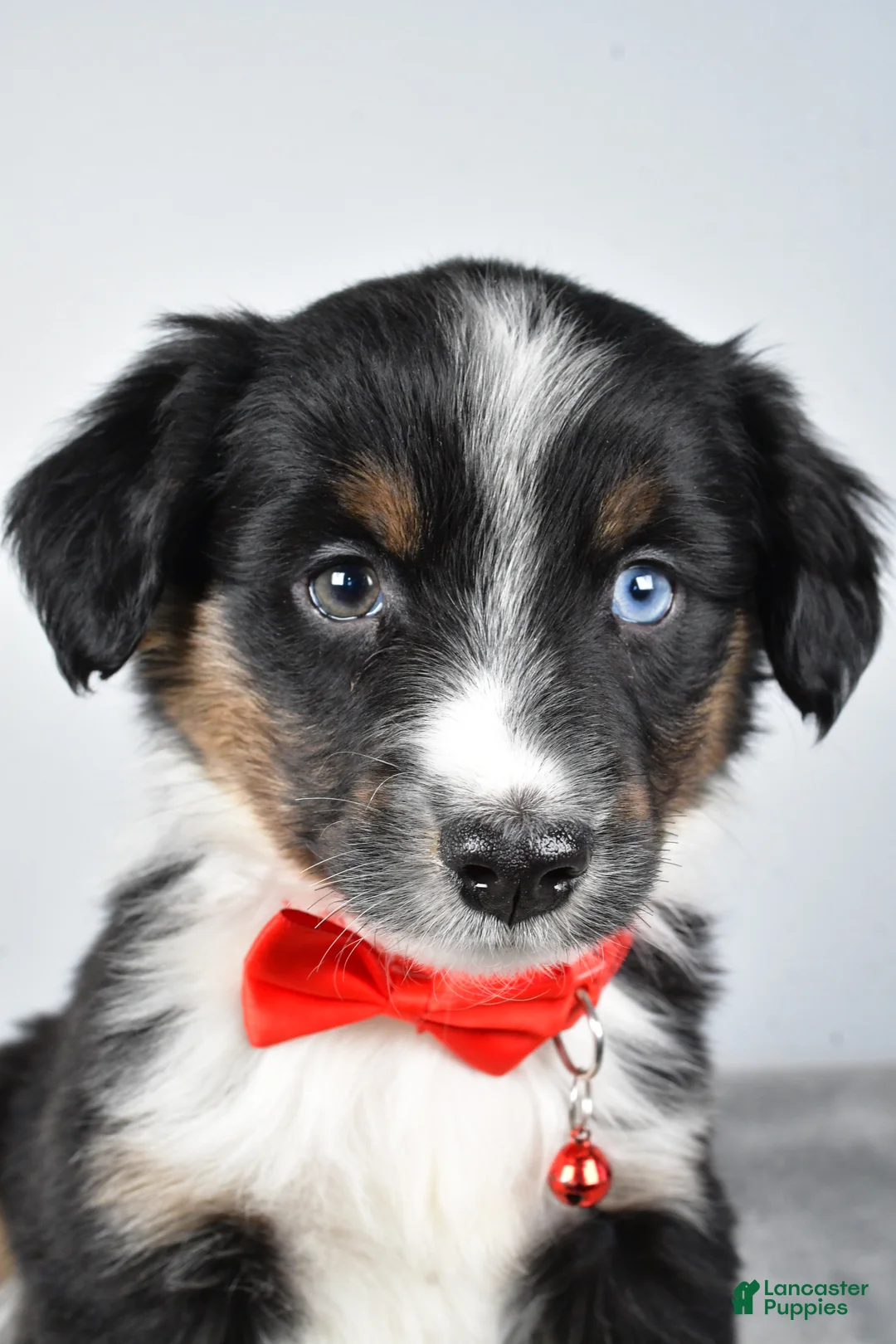 Miniature Australian Shepherd dogs for sale: Rocky - Ad 2
