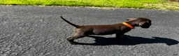 Mixed Breed dogs for sale: Orange - Ad 2