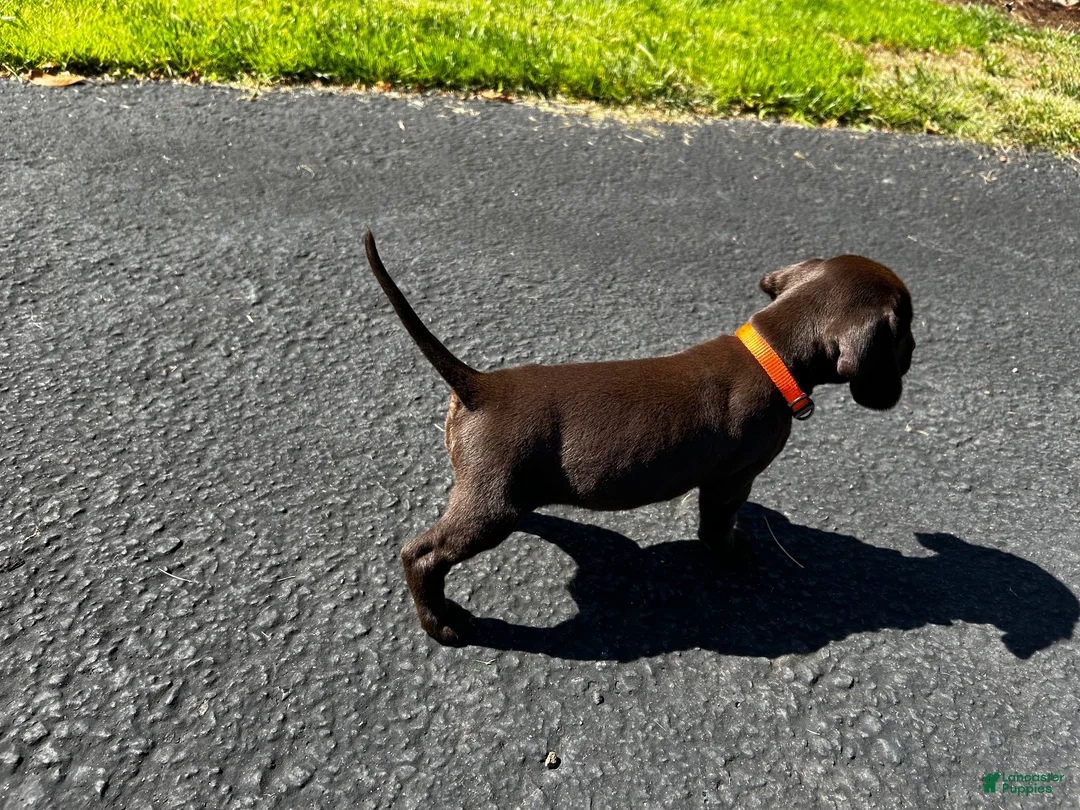 Mixed Breed dogs for sale: Orange - Ad 2
