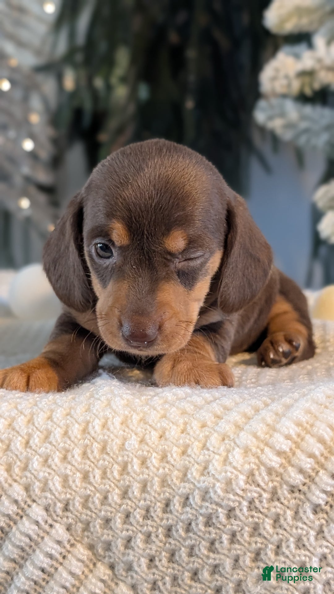 Miniature Dachshund dogs for sale: Iris - Ad 5