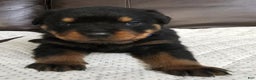Rottweiler dogs for sale: Rottweiler Puppy 2 Blue Male - Ad 3
