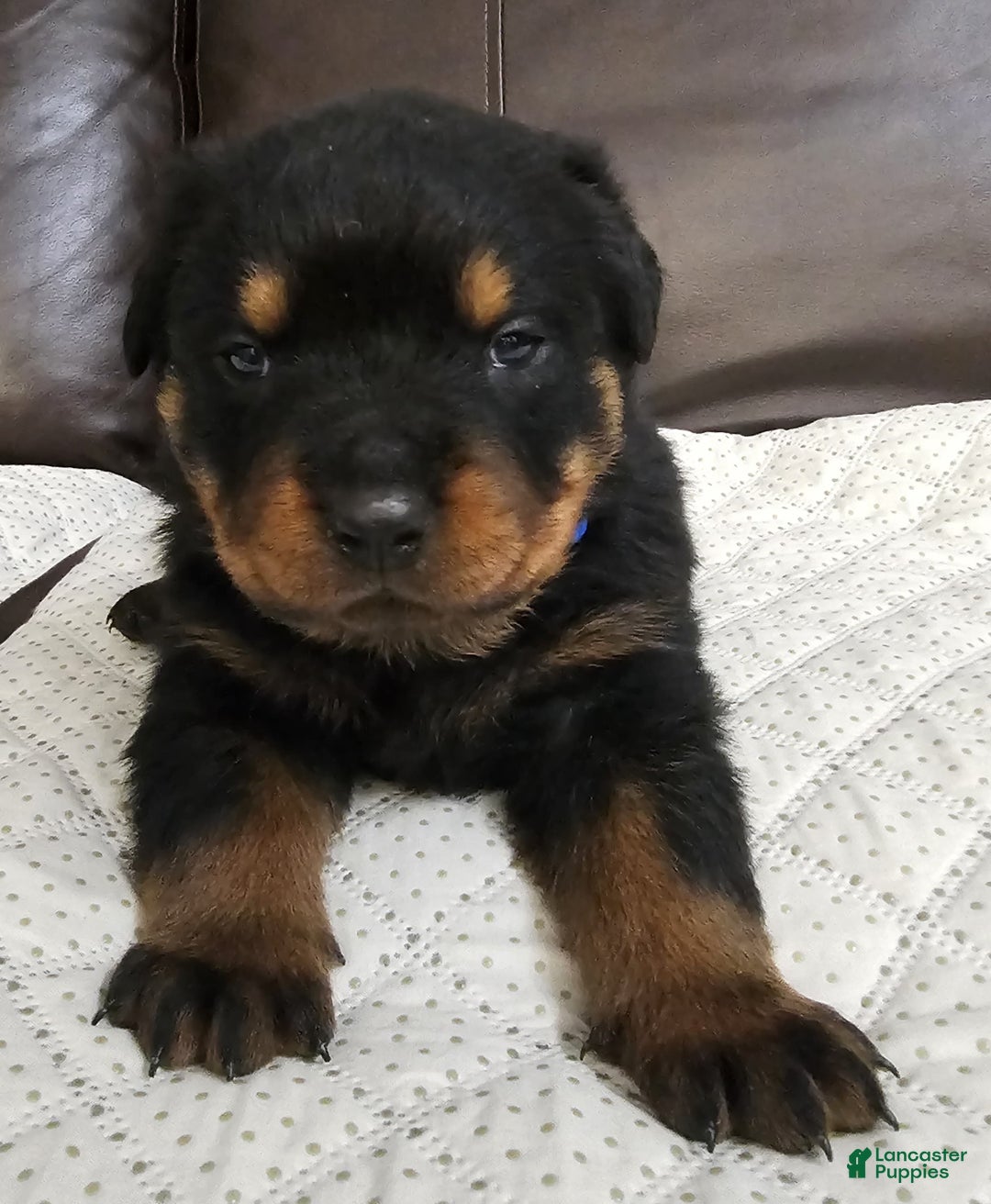 Rottweiler dogs for sale: Rottweiler Puppy 2 Blue Male - Ad 3