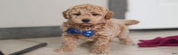 Mini Goldendoodle dogs for sale: Howie - Ad 5
