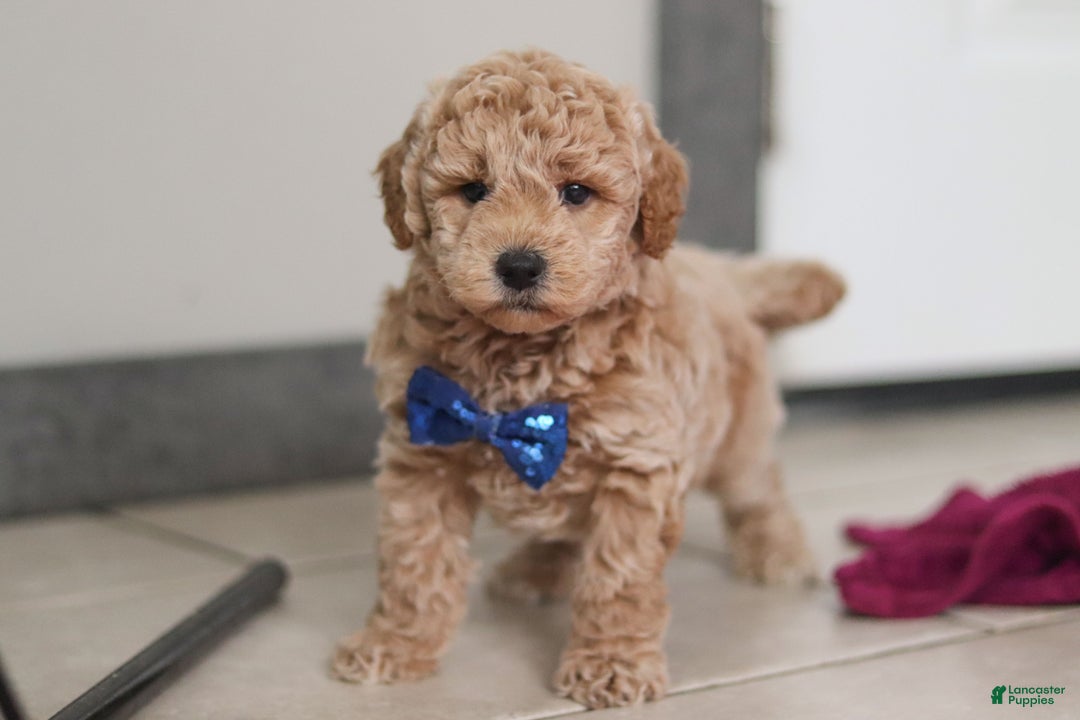 Mini Goldendoodle dogs for sale: Howie - Ad 5