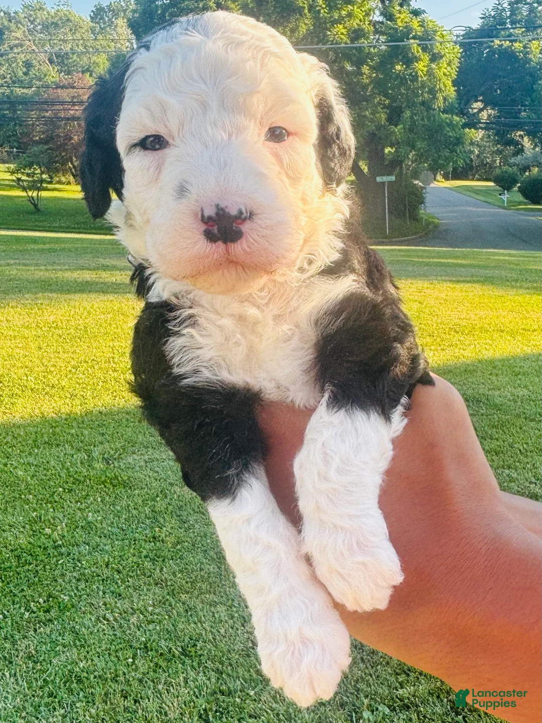 Sheepadoodle dogs for sale: Angel  - Ad 24