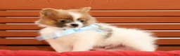 Pomeranian dogs for sale: Sawyer - Ad 5