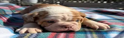 English Bulldog dogs for sale: Chloe - Ad 4