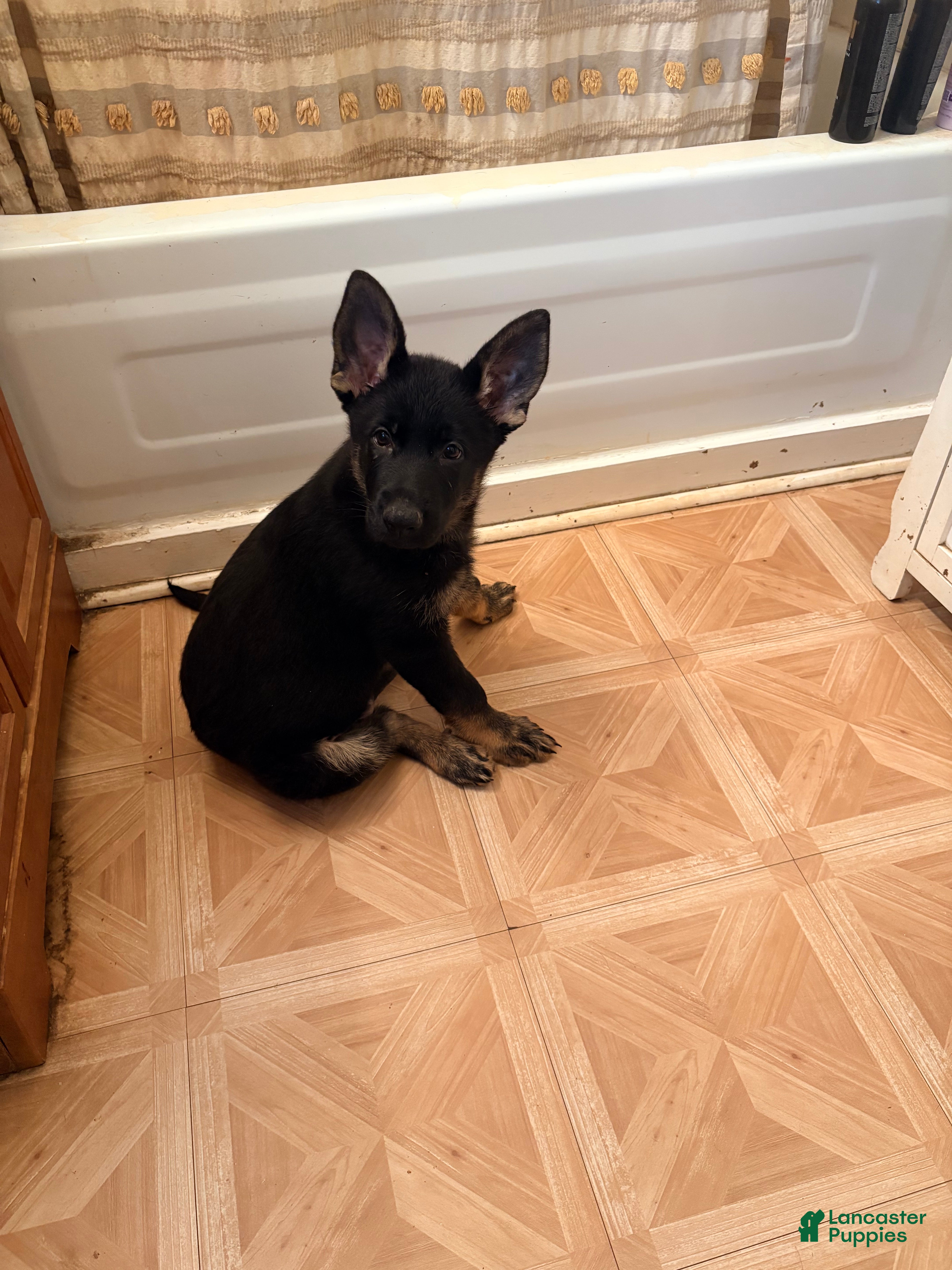 German Shepherd dogs Brown Collar  - Ad 1